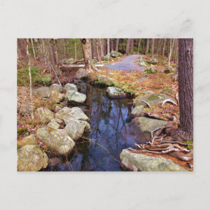 Nature Stream Postcard