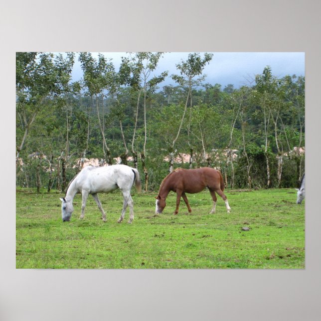 Nature - we look for peace poster (Front)