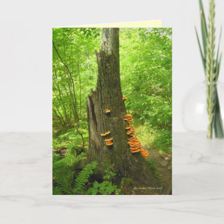 Nature's Art: Beartown State Forest- Quote inside Card