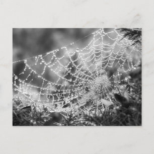 Nature's Artist - The Spider's Web - Photograph Postcard