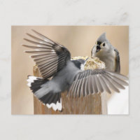 Nature's Ballet: A Dance of Feathers