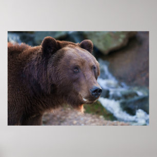 Nature's Beauty: Brown Bear Face Poster
