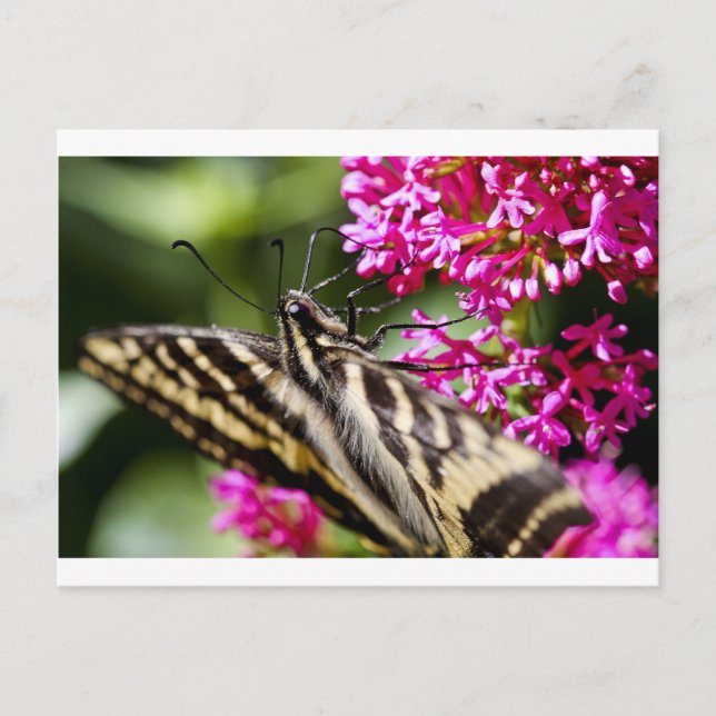 Natures Beauty Postcard (Front)