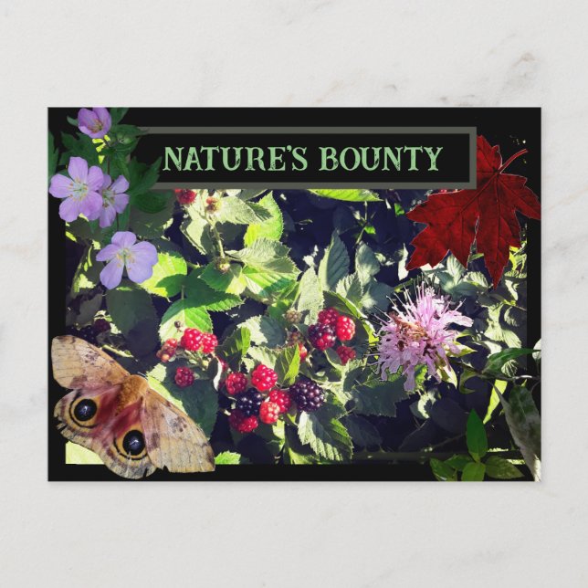 Nature's Bounty Wild Berries woodland Postcard (Front)