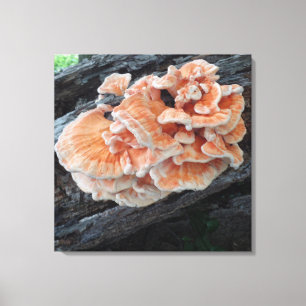Natures chicken of the woods edible mushroom canvas print