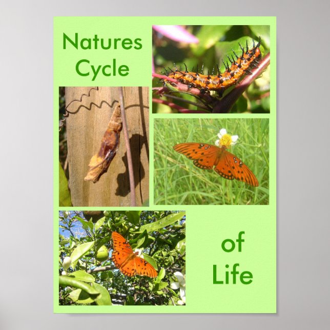 Natures Cycle of Life Poster (Front)