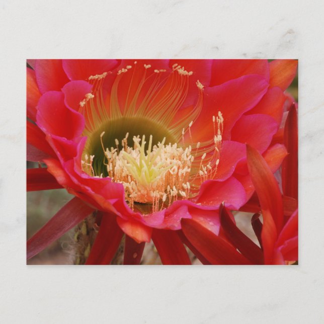 Nature's Dance Postcard (Front)