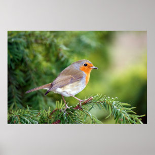 Nature's Delight Poster