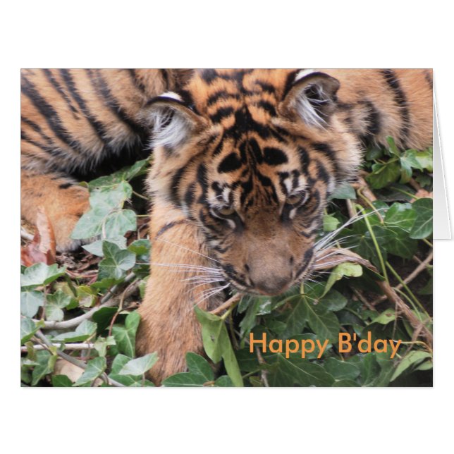 Natures Expressions (Front Horizontal)