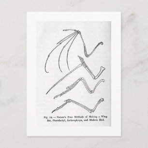 Nature's Four Wings art postcard