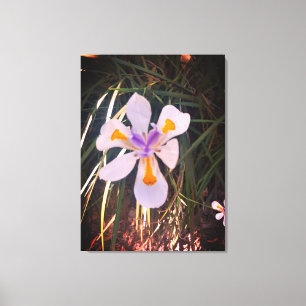 Natures Gifts, Stretched Canvas Print