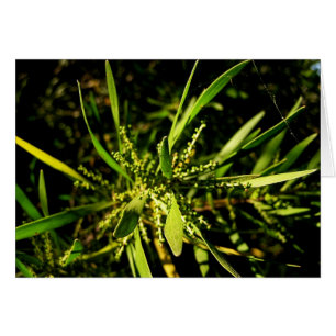 nature's green Card