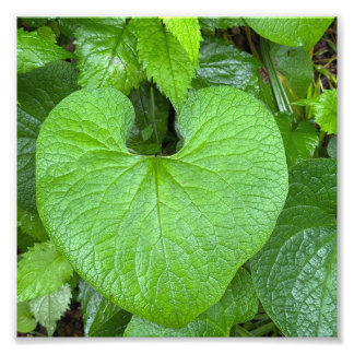 Nature's Heart Photo Print