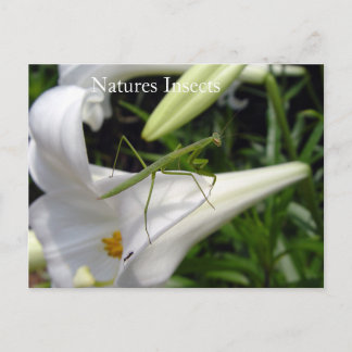Natures Insects On Flower Postcard