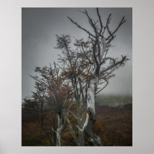 Nature's Resilience: Tierra del Fuego Forest, Arge Poster