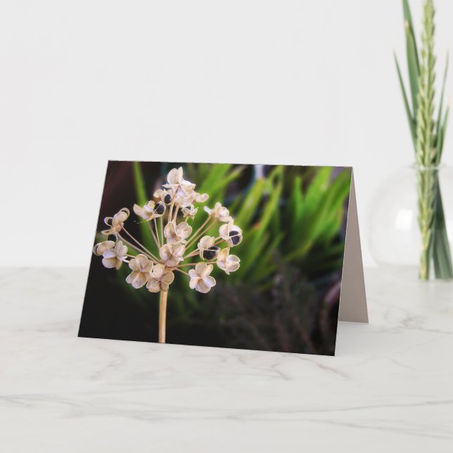 Nature's Seed : Photography Macro Card (Front)