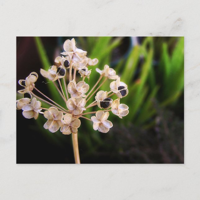 Nature's Seeds Postcard (Front)