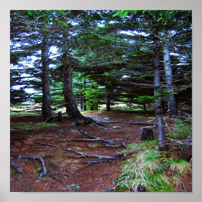 Nature's Stairway Poster (Front)