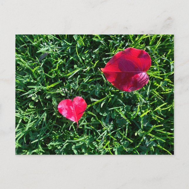 Natures valentine: heart shaped red leaf holiday postcard (Front)