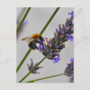 Natures Wonderful Workers Postcard