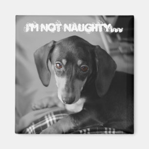 Naughty weiner dog magnet