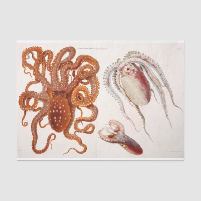 Nautical Octopus Squid Ephemera Decoupage Red Tissue Paper (Front)