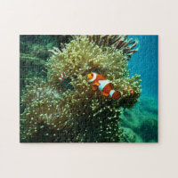 Nautical Photos Marine Animal Photography Fish Pic