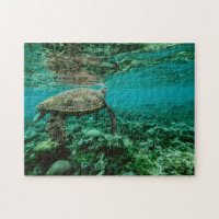 Nautical Photos Marine Animal Photography Fish Pic