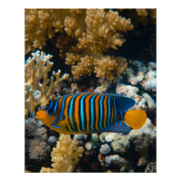 Nautical Photos Marine Animal Photography Fish Pic