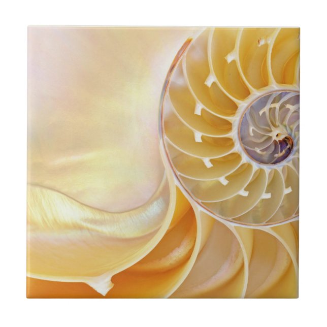 Nautilus Ceramic Tile (Front)