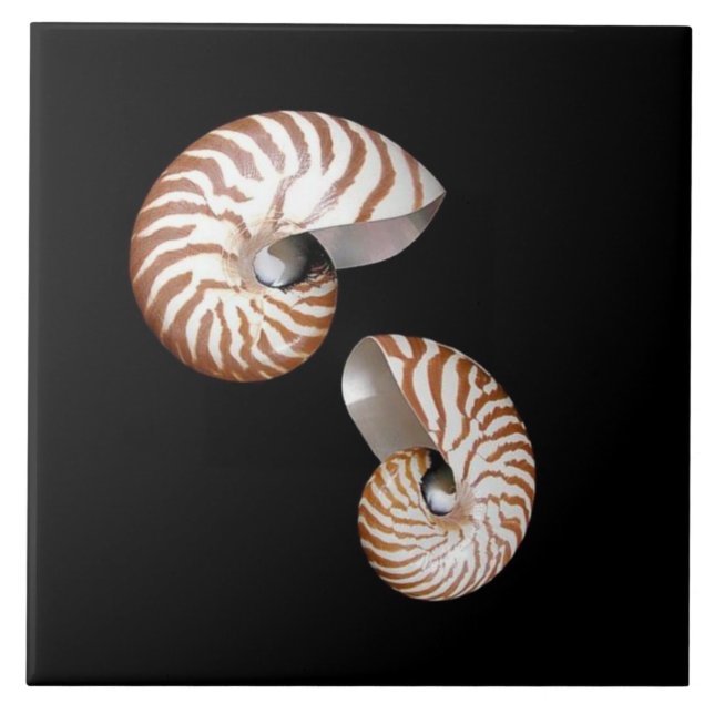 Nautilus ceramic tile (Front)