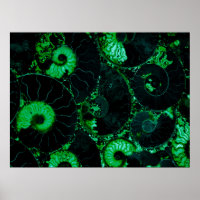 Nautilus green shell, scared geometry
