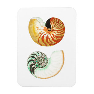 "NAUTILUS" SEALIFE SEASHELL PHOTO MAGNET