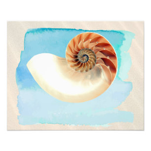 Nautilus Seashell and Sand Photo Print