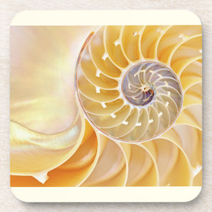 Nautilus Seashell Beverage Coaster