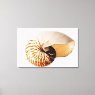 Nautilus seashell (Nautilus stenomphalus) Canvas Print