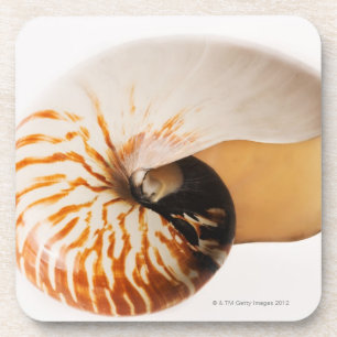 Nautilus seashell (Nautilus stenomphalus) Coaster