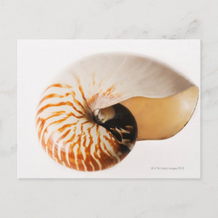 Nautilus seashell (Nautilus stenomphalus) Postcard
