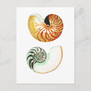 "NAUTILUS" SEASHELL POSTCARD