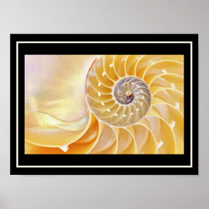 Nautilus seashell Poster