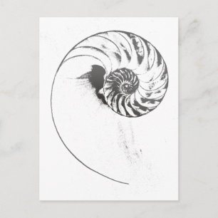 Nautilus shell 1 postcard