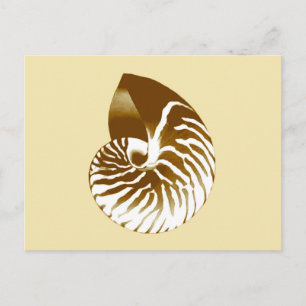 Nautilus shell - brown, white and beige postcard