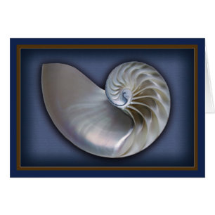 Nautilus Shell horizontal 2