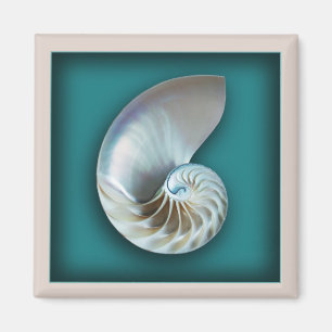 Nautilus shell magnet