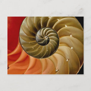 Nautilus shell Photo Postcard