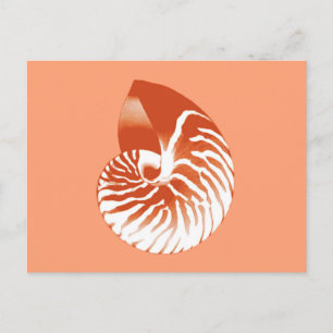Nautilus shell - terracotta and white postcard