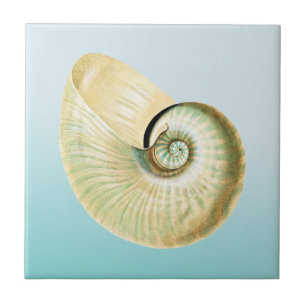 Nautilus shell tile