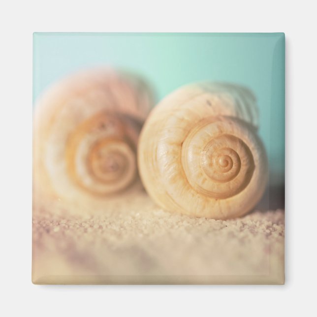 Nautilus Shells On Beach Magnet (Front)