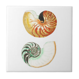 "NAUTILUS SHELLS" SEALIFE CERAMIC TILE