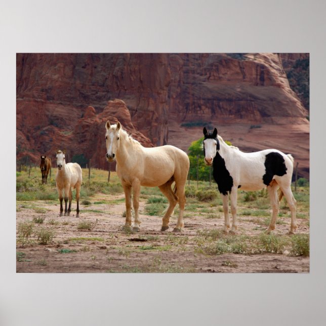 Navajo Horses Run Free on the Canyon Floor Poster (Front)